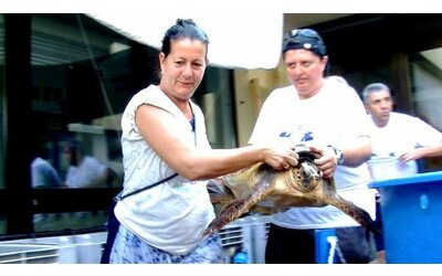 le tartarughe marine e la storia di daniela freggi che non si mai arresa