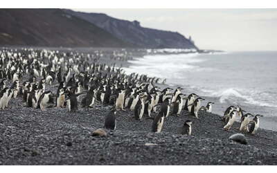 migliaia di sonnellini di pochi secondi ciascuno cos riposano i pinguini dal collare