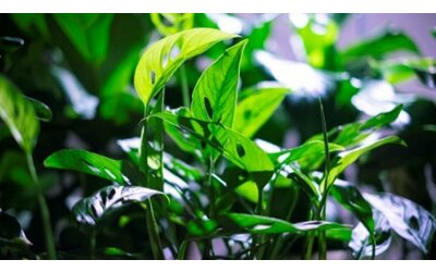 Monstera adansonii, la pianta rampicante da appartamento: i consigli