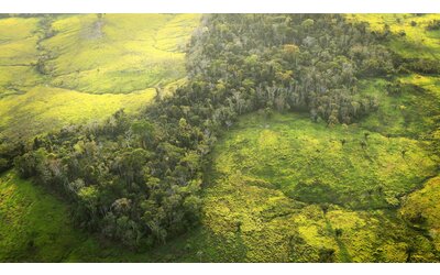 negli ultimi 30 anni persi 178 milioni di ettari di foreste tre volte la superficie della francia