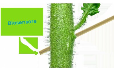Plantvoice: un biosensore capisce quanta acqua vuole la pianta