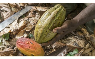 Record di caldo in Costa d'Avorio: a rischio la produzione di cacao