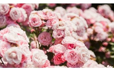 Rose da giardino, le cure naturali anti-parassiti e altri consigli