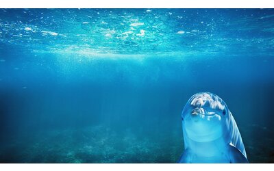 Scoperto un nuovo senso dei delfini: sono in grado di avvertire l'elettricità