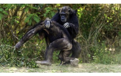 sorpresa i bonobo sono pi aggressivi degli scimpanz
