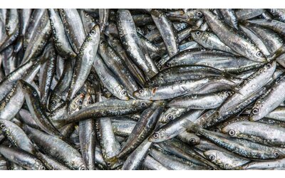 sostituire la carne rossa con le sardine potrebbe salvare 750mila vite all anno