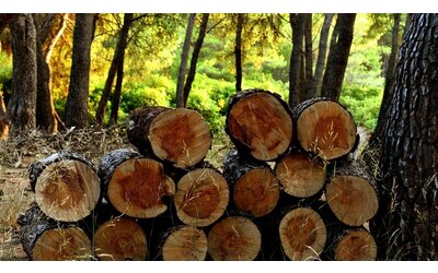 Tagliare alberi nei boschi e parchi, senza autorizzazione: cosa cambia con la nuova legge