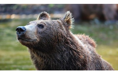 Trento, abbattuto l’orso M90. La protesta dell’Oipa: “Condannato a morte dal presidente Fugatti”