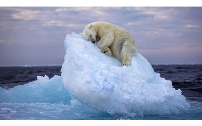 un orso bianco che dorme su un iceberg alla deriva lo scatto vince il wildlife photographer of the year