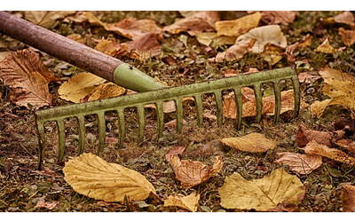un tappeto di foglie in giardino lasciatele l se volete proteggere la natura