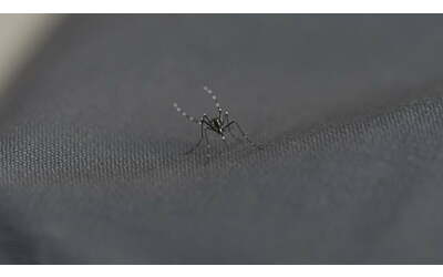 Zanzare, così resistono alle temperature che salgono