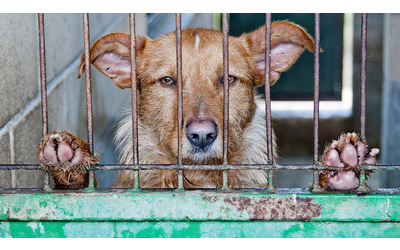 Rapporto Zoomafie: in Italia ancora troppi reati contro gli animali