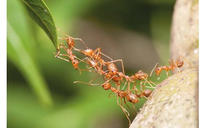 citizen science in italia alla ricerca delle formiche