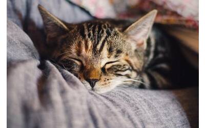 Giornata del gatto: crescono maltrattamenti, uccisioni e abbandoni sugli animali