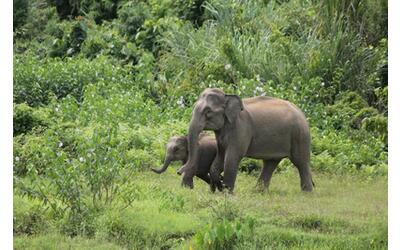 in bangladesh stop alla cattura e allo sfruttamento degli elefanti asiatici