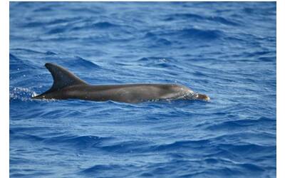 mare 194 cetacei spiaggiati in italia negli ultimi 15 mesi