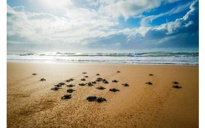 stabilimenti balneari in difesa delle tartarughe marine