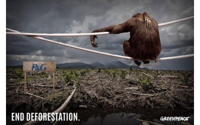 170 ONG alla von der Leyen: sostenga la legge europea sulla deforestazione