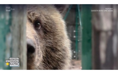 Avvelenati 3 dei 7 orsi trovati morti in Trentino nel 2023?