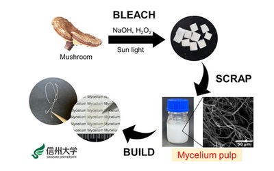 bioplastiche di qualit dai funghi per ridurre i rifiuti e promuovere la bioeconomia