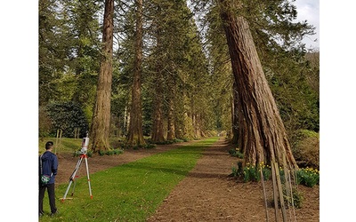 Ci sono molte più sequoie giganti nel Regno Unito che in California
