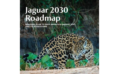 Giornata Mondiale del giaguaro, minacciato da incendi, deforestazione e...