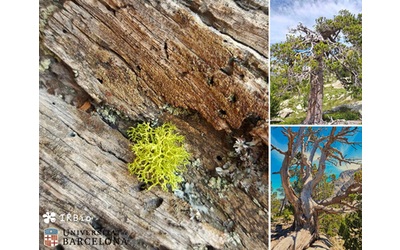 gli alberi vetusti aiutano a proteggere le specie in via di estinzione