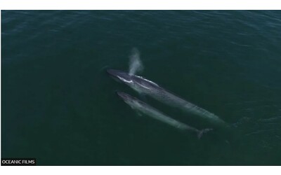 il ritorno dei giganti nel loro paradiso tropicale balenottere azzurre alle seychelles video