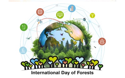 international day of forests nuove soluzioni per un mondo migliore video
