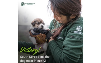 La Corea del Sud mette al bando l’industria della carne di cane