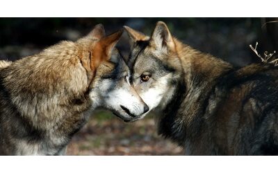 lupi meno protetti legambiente la proposta della commissione europea insensata
