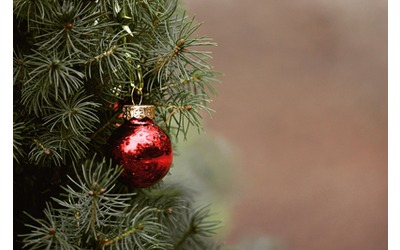 Porta a porta, ecocentri e cassonetti: ecco come gestire gli alberi di Natale...