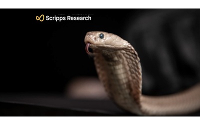 Serpenti: progressi verso un antiveleno universale
