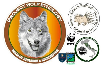Uomini, lupi e bestiame: i 4 anni senza predazioni del progetto Pan