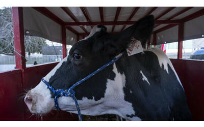 agricoltori a roma altro giorno di protesta trattore e mucca ercolina in piazza san pietro
