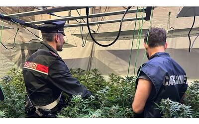 la maxi piantagione da 800 chili di marijuana alle porte di roma caccia ai pusher
