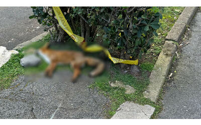 Shock per la consigliera municipale Carla Canale: gomme tagliate e una volpe morta davanti casa