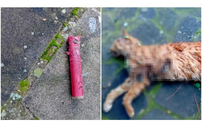 un gatto stato ucciso con un petardo a morlupo