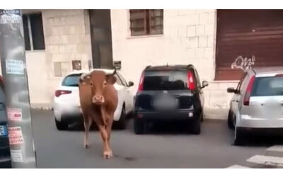 video vitello semina il panico per le strade di vitinia
