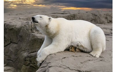 27 febbraio, Giornata Internazionale dell'Orso polare