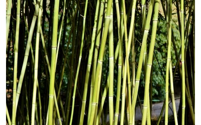 alter eco e forever bamb per la cellulosa made in italy a km 0