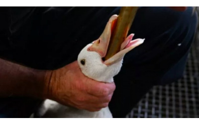 Animal Equality: per il 74% dei Francesi il foie gras è inacettabile