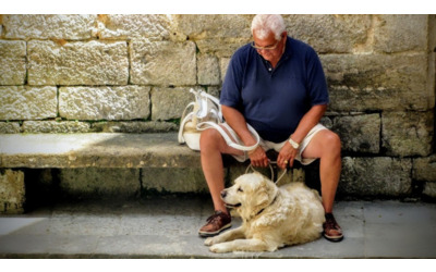 cane anziano come prendersene cura nel modo pi corretto i consigli di mylav