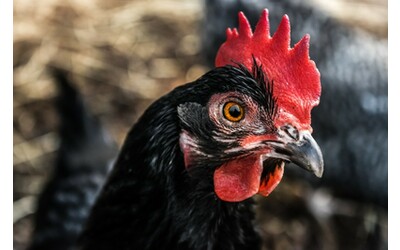 Il pollo Romagnolo è un nuovo Presidio Slow Food