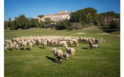 In Spagna, in provincia di Cadice, le pecore locali si occupano del...