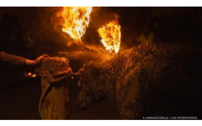 la peta chiede la fine del festival spagnolo del toro di fuoco toro j bilo