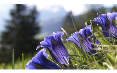 Lana in fiore 2024: la grande festa della primavera in Alto Adige