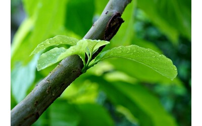 ricerca unibo sulle foglie degli alberi ci sono microrganismi che favoriscono il processo di nitrificazione