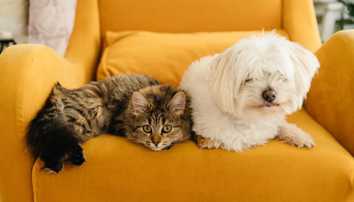 Spese veterinarie detraibili con il Modello 730/2026, qual è il limite massimo