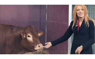 Abbiamo ritrovato la mucca Minerva l ha individuata il pet detective dopo due mesi di latitanza Per tre volte scampata alla morte ora con la sua amica Miranda la storia dell animale fuggito da un macello